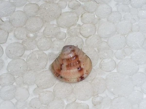 CLAUSINELLA FASCIATA WOOOOOW - Imagen 1 de 2