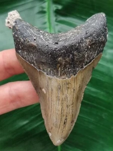 9,2 cm dolchförmiger Zahn d. Megalodon m. anhaftenden Seepocken -Hai Zahn Fossil - Bild 1 von 6