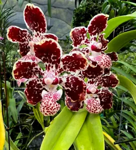 Vanda lombokensis  ("Leopard" x "Red Dragon") - Picture 1 of 6