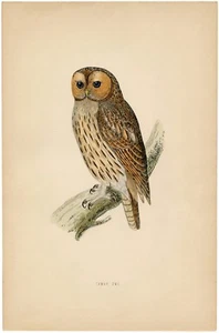 poster owl barn old drawing art print vintage for glass frame 36" x 24" - Picture 1 of 1