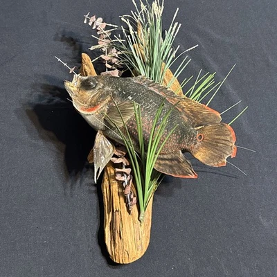 12” Real Fish Taxidermy Wall Mount Display Driftwood Cabin Decor - Image 1 of 4