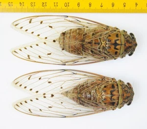 Hemiptera - LARGEST Cicada - Pomponia imperatoria (Pair) - MALAYSIA - 9177 - Picture 1 of 1