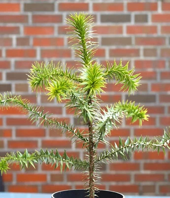 Chilenische Schmucktanne Andentanne Araucaria - Araucana 20 - 30 cm - Bild 1 von 2