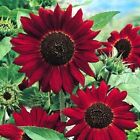 RED GIANT SUNFLOWER - RED SUN - HELIANTHUS ANNUUS - 80 HIGH QUALITY FLOWER SEEDS
