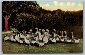 Postal de pájaro de 1915 A Gaggle of Geese Waddle on the Ground aterrizó antigua L3 - Imagen 1 de 2
