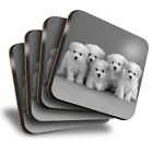 Set of 4 Square Coasters - BW - White Bichon Frise Puppy Dog  #36483