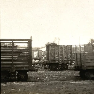 Stock de ferrocarril/vagones de ganado únicos de viaje c1915 vista estéreo - Imagen 1 de 2