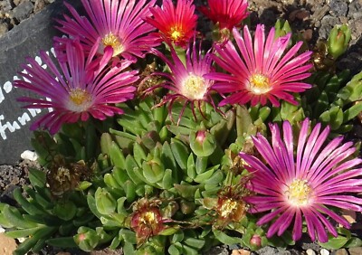 Mittagsblume Winterhart online kaufen eBay