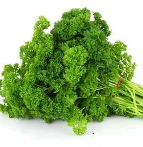 CURLY Parsley culinary edible HERB plant in 100mm pot - Picture 1 of 2