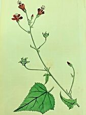 SHUTTLE-COCK SIDA PLANTS 1814 Antique Print Original Curtis Botanical