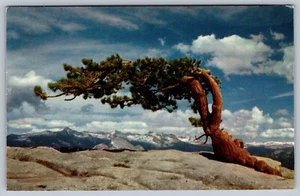 Jeffrey Pine Sentinel Dome Vintage PostCard - C6 - Picture 1 of 2