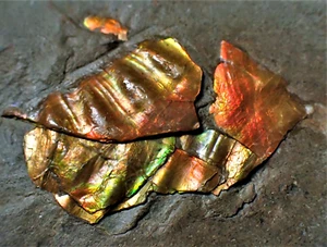 Multi-iridiscente cobre Caloceras amonita exhibición de fósiles Somerset Reino Unido Ammolita - Imagen 1 de 7
