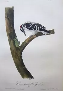Audubon 1st ed Octavo CANADIAN WOODPECKER Birds of America 1840 original - Picture 1 of 7