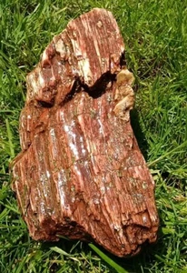 Versteinertes opalisiertes Holz 1 Pfund 5oz. Weißes, rotes & rauchblaues rohes dickes Stück - Bild 1 von 9