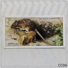 Player Cigarette Card Animals of the Countryside #31 Brown Rat and Young (CC94)