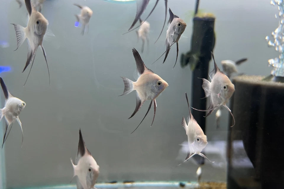 Bulgarian Seal Point Angelfish (Tank-Raised) US SELLER Overnight Shipping - Image 1 of 1