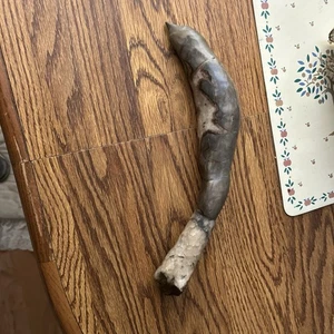 Monster Fossil - Imagen 1 de 1