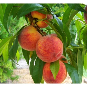 3 Ft. Frost Peach Tree Semi Dwarf with Cold Hardy and Delicious Fruit - Picture 1 of 12