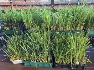 10 Lemongrass ROOTED Stalks, Mosquito Repellent, Easy to Plant Citronella - Picture 1 of 3