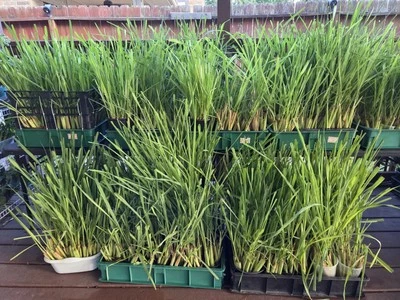 10 Lemongrass ROOTED Stalks, Mosquito Repellent, Easy to Plant Citronella   - Image 1 of 3