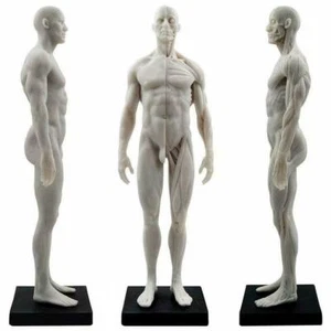 30cm Male Human Anatomical Model Art Anatomical Figure White US STOCK - Picture 1 of 9