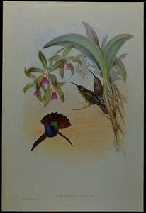 John Gould Lazuline Sabre-wing Hummingbird British Museum Official Limited Print - Foto 1 di 2