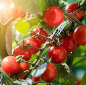 50 Graines - Tomate Groseille Matt's Wild Cherry - Ancienne - Semence Paysanne - Picture 1 of 1