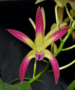 Orchid -Dendrobium Saigon Magic (Jayden 'Sheen' FCC/AOC x Brimbank Gold 'Hao's' - Picture 1 of 3