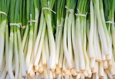 Nebuka Onion Seeds 200+ Evergreen Bunching Japanese Vegetable USA FREE SHIPPING
