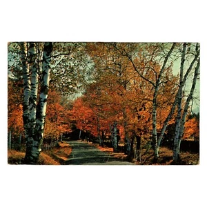 Vintage Belgien Wisconsin Bäume Wälder Natur Postkarte WI 1963 Birke Landstraße - Bild 1 von 2
