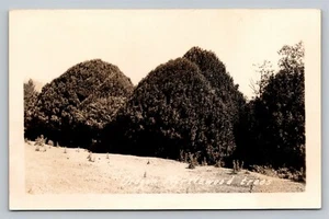 RPPC Myrtle Wood Trees Oregon Real Photo Vintage Unused - Picture 1 of 3