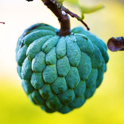 CUSTARD APPLE 15 Seeds Annona Squamosa Rare Medicinal Exotic Tropical Fruit Tree - Image 1 of 4