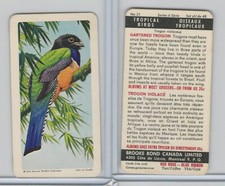 FC34-8 Brooke Bond, Tropical Birds, 1964, #21 Gartered Trogon