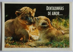 Postkarte von zwei Löwenbabys - Bild 1 von 2