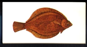 Craven Black Cat (Carreras) Sport Fish 1978 - Dab No. 21 - Picture 1 of 2