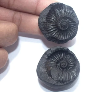 Lakshmi Narayan Shaligram Nepal Kaali Gandaki Sudarshan Chakra Saligram 1.5" 2Pc - Picture 1 of 6