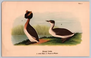 Horned Grebe Erwachsene männliche & weibliche Kunstdruck Warren's Birds of Pennsylvania c1890 - Bild 1 von 4