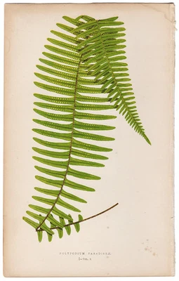 Helechos exóticos antiguos Lowe 1872 impresión botánica 1 helecho polipódico del paraíso Foto 1 de 3