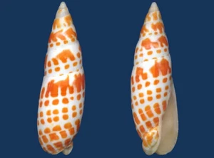 Shell Mitra Mitra L Seashell - Imagen 1 de 2