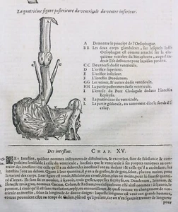 Gastroenterologist 1614 Medicine Stomach Engraving Doctor Surgery Ambroise Paré - Picture 1 of 7