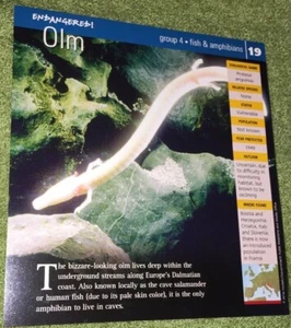 Endangered Species Animal Card - Fish & Amphibians - Olm #19 - Picture 1 of 2