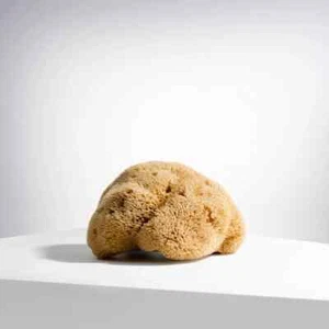 Crabtree & Evelyn Greece Silk Sea Sponge - Picture 1 of 5