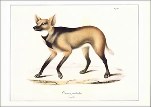 1990 Vintage Print Maned WOLF South America Wolves Wildlife 19th Century - Bild 1 von 3