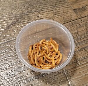Organic Live Gutloaded Mealworms XS, S, M, L Quantity 25-200