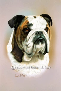 Bulldoggenkopf Studiendruck von Robert J. Mai - Bild 1 von 1