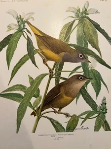Birds of NY Connecticut Warbler Color Plate Print Art Louis Agassiz Fuertes 1914 - Picture 1 of 2