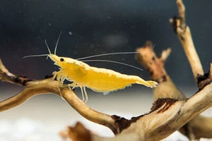 10x GAMBA NEOCARIDINA YELLOW NEON, para acuario, pecera de agua dulce y caliente - Imagen 1 de 5