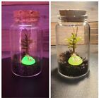 DIY GLOW Terrarium Kit With Live Tree Moss, Mini Butterflies Fairy Garden, Gift
