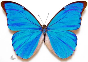 Morpho anaxibia, UNMOUNTED butterfly - Picture 1 of 1