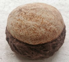 huevos de dinosaurios reales en venta